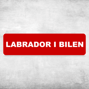 Labrador i bilen