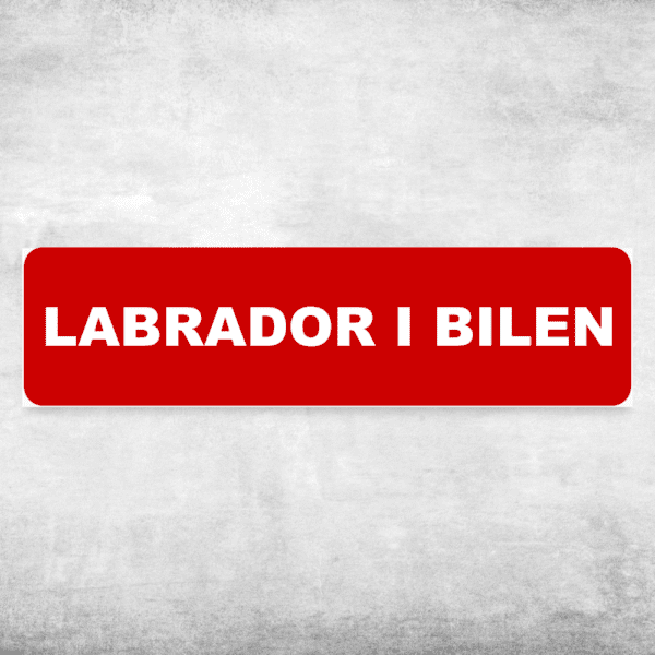 Labrador i bilen