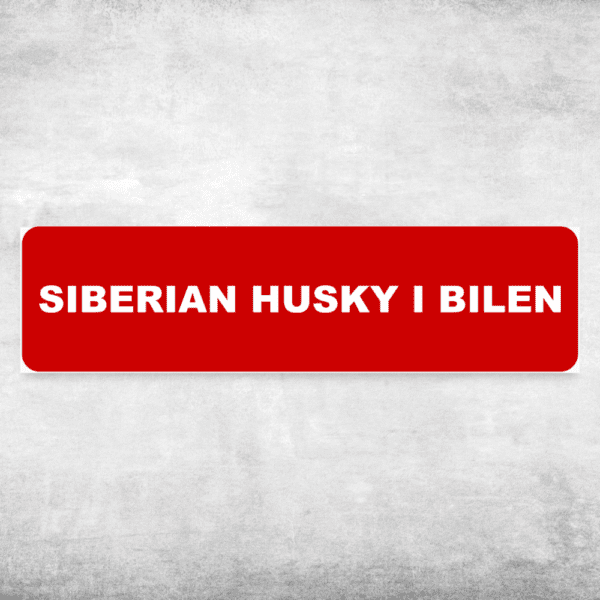 Siberian husky i bilen